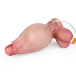 Squirting Inflatable Realistic Skin Lifelike Dildo - Image 10