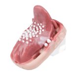 Fantasy Tongue Grinding Vibrator - Image 5