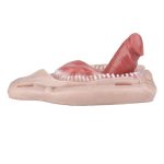 Strap On Dildo Sex Grinder with Teeth - Image 9