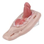 Strap On Dildo Sex Grinder with Teeth - Image 3