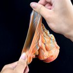 Haughtiness Dragon Soft Silicone Penis Extender - Image 9