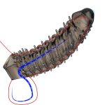 Bigger Girth Enhancer Condom - Image 8