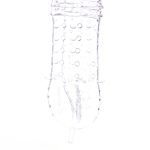 Thron Penis Sleeve - Image 3