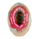 Pocket Silicone Glans Trainer - Fish - Image 7