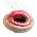 Pocket Silicone Glans Trainer - Fish - Image 8