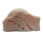 Red Plum Realistic Ass For Male - Image 5